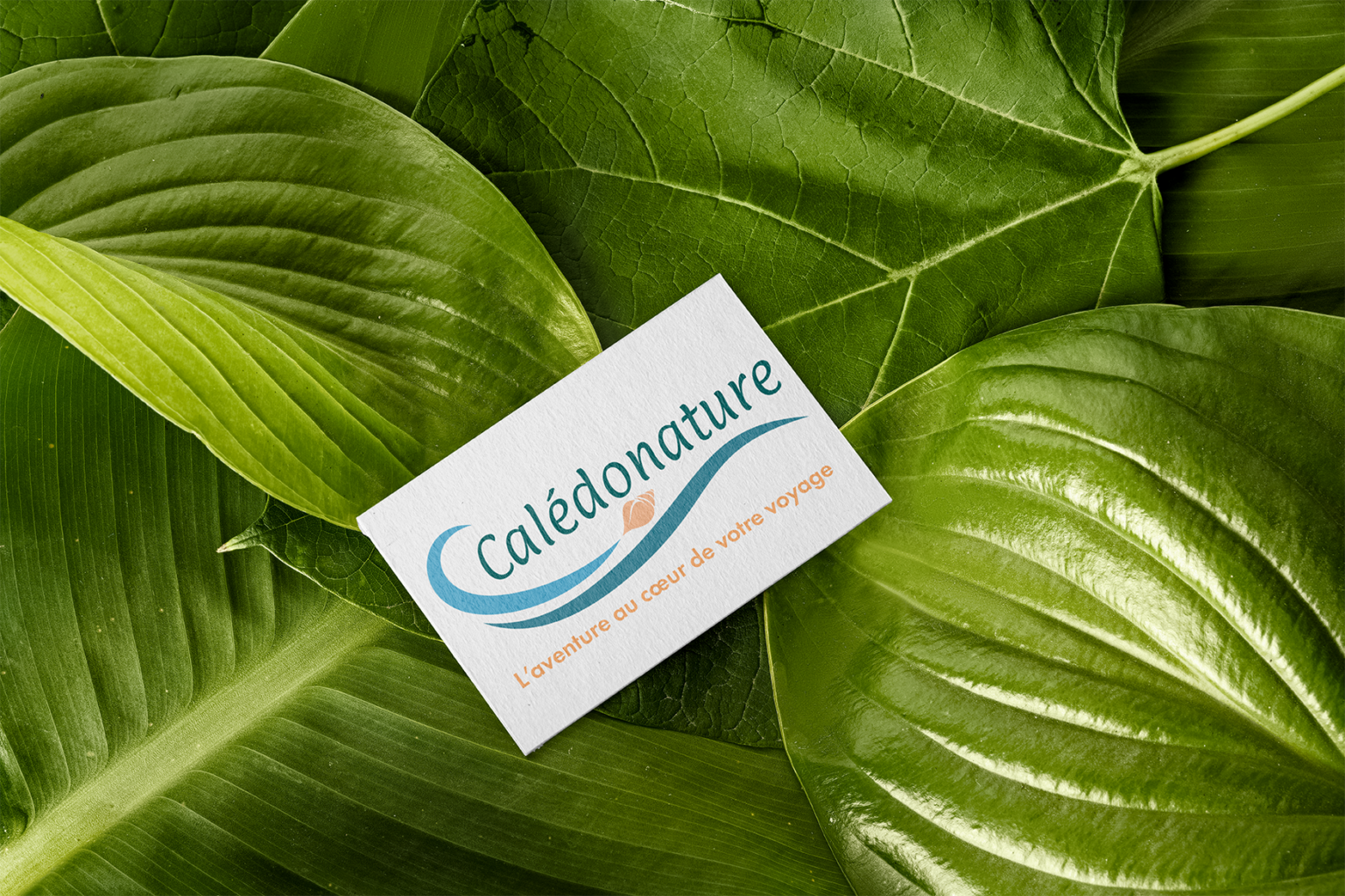 Mockup carte de visite Calédonature